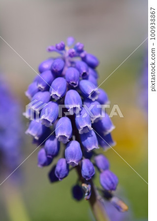 Muscari 100938867
