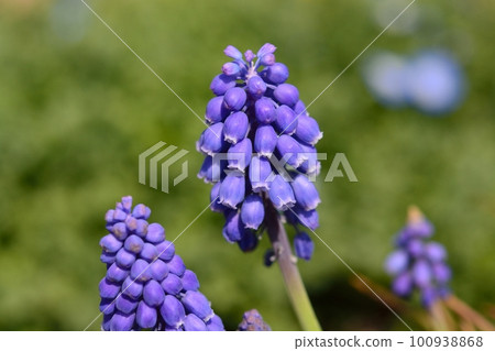 Muscari 100938868