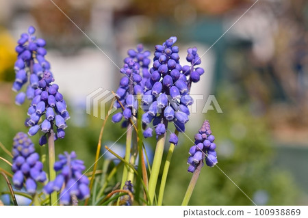 Muscari 100938869