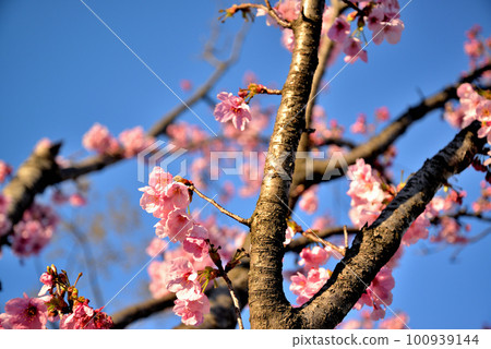 Scenery of oriental cherry blossoms at Harumi Pier Park Scenery of oriental cherry blossoms at Harumi Pier Park 100939144