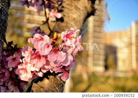 Scenery of oriental cherry blossoms at Harumi Pier Park Scenery of oriental cherry blossoms at Harumi Pier Park 100939152