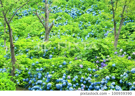 Hydrangea in Iiyama Castle Ruins Park Hydrangea in Iiyama Castle Ruins Park 100939390
