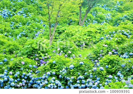 Hydrangea in Iiyama Castle Ruins Park Hydrangea in Iiyama Castle Ruins Park 100939391