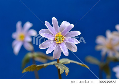 雪劈啪作響Ichige 100939628