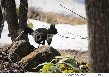 Animals living in the forests of Hokkaido Ezo squirrels 100939689