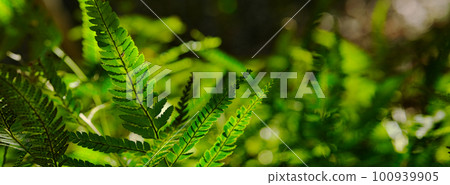 沐浴陽光的蕨類植物 100939905