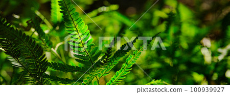 沐浴陽光的蕨類植物 沐浴陽光的蕨類植物 100939927