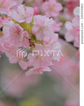 早開的櫻花 大塚彩勝堂遺址公園 早開的櫻花 大塚彩勝堂遺址公園 100939963