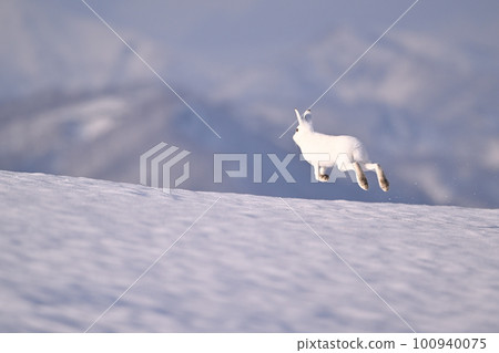 蝦夷雪兔104（北海道） 100940075