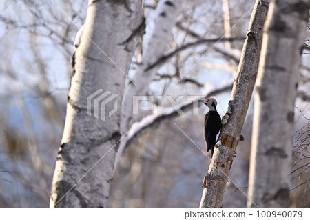 黑啄木鳥⑩（北海道） 100940079