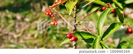 Red fruit of Manjou Red fruit of Manjou 100940164