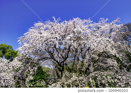 東京六義園的垂枝櫻花盛開 100940203