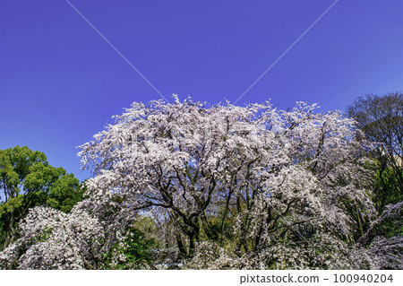 東京六義園的垂枝櫻花盛開 100940204