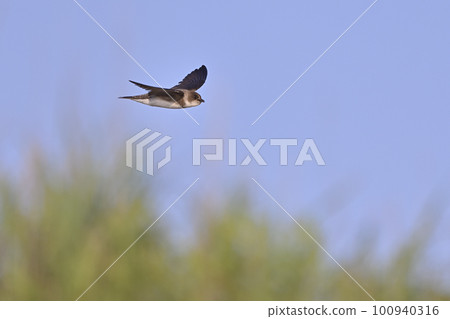 黑燕⑯（北海道） 100940316