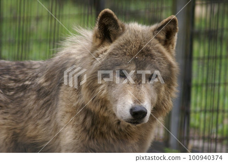 A wolf with a kind look 100940374