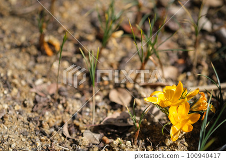 Bright yellow crocuses and copy space Bright yellow crocuses and copy space 100940417