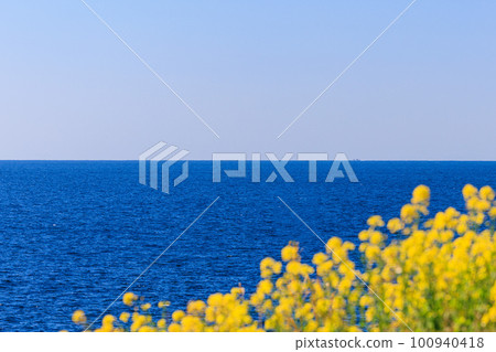 [Ishikawa Prefecture] Canola flower field overlooking the Sea of Japan 100940418