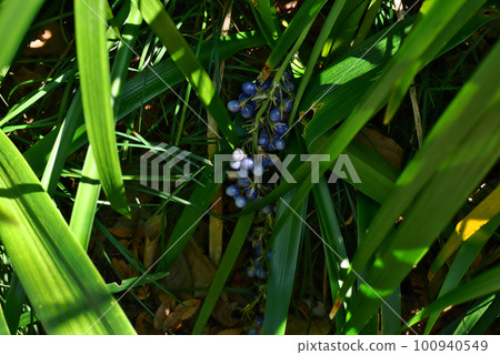 Nosilan水果 100940549