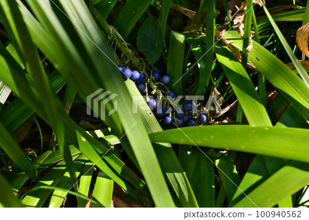 Nosilan水果 100940562