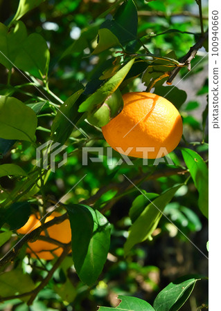 夏天的橘子 100940660