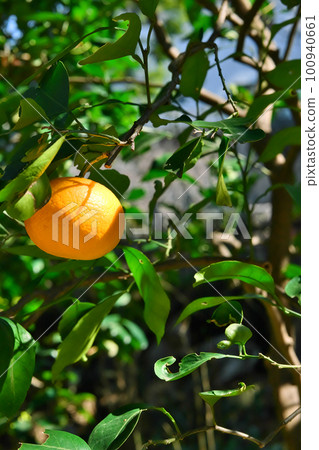 夏天的橘子 100940661