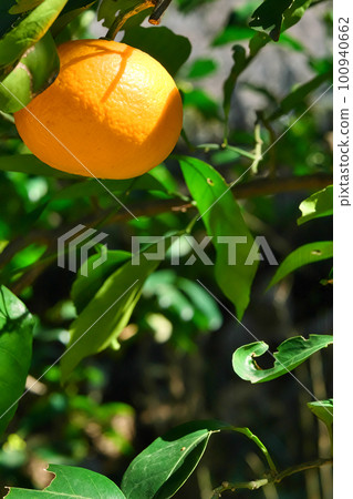 夏天的橘子 100940662