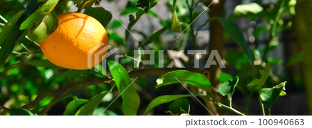 夏天的橘子 100940663