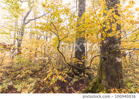 221018 芥末平 s168-2 100940836