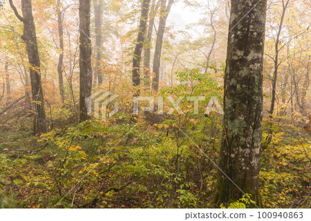 221018 wasabi flat z087 221018 wasabi flat z087 100940863