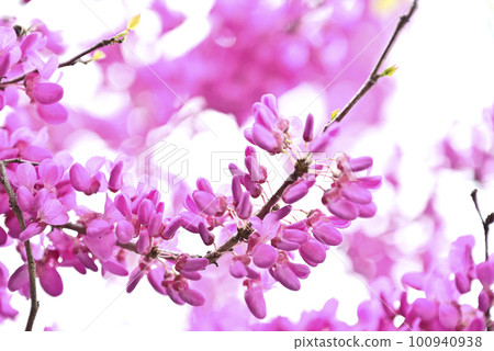 Hanazu Ow Hanazu Ow 100940938