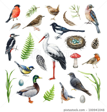 Forest birds natural elements watercolor set. Hand drawn various European bird collection. Stork, woodpecker, wren, duck, nest, fern, cuckoo, nuthatch images. Birds with natural elements collection 100941048