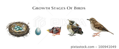 Growth stages of birds scheme. Watercolor hand drawn illustration. Stages of bird development from egg to hatchling and adult thrush bird. Zoology study illustrated table 100941049
