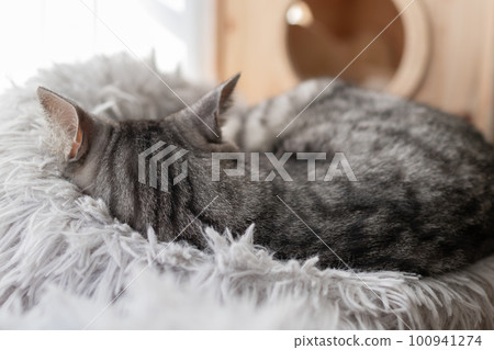 睡貓Sabatra貓 100941274