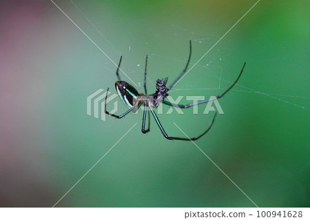  spider 100941628