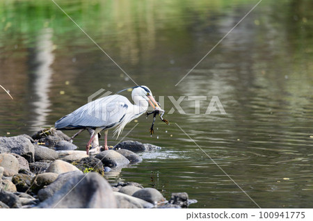 Gray heron with a frog in its mouth 100941775