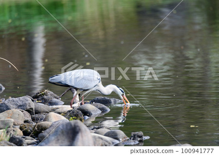 Gray heron with a frog in its mouth 100941777