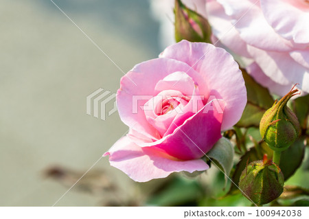 Rose Rose 100942038