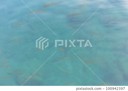 很多魚 很多魚 100942397