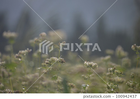 Buckwheat flowers rainy day 100942437