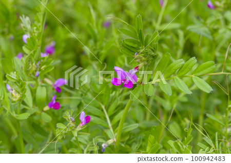 Weeds useful for field development, karasu no peas 100942483
