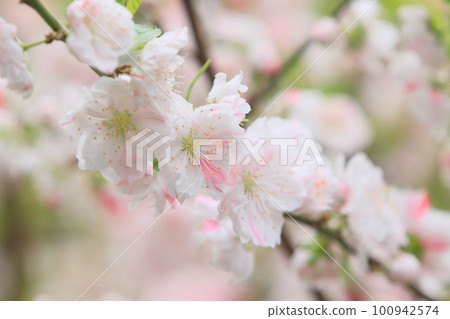 Hana peach in full bloom Genpei Hana peach Hana peach in full bloom Genpei Hana peach 100942574