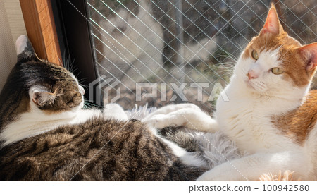 兩隻貓在窗邊放鬆 兩隻貓在窗邊放鬆 100942580