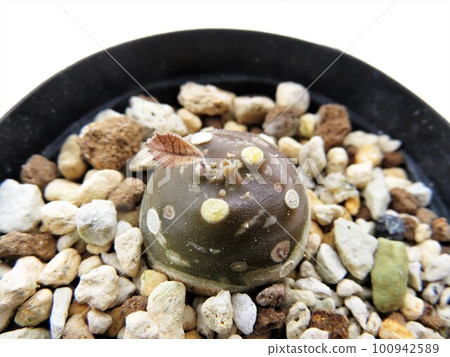 惡臭怪物 100942589