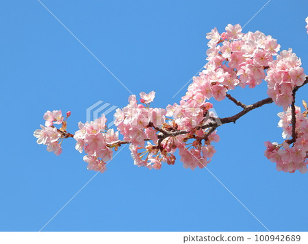 Kawazu櫻花在藍天 Kawazu櫻花在藍天 100942689