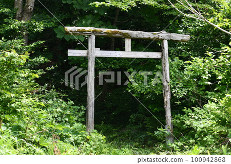 A wooden torii standing in front of the forest 100942868