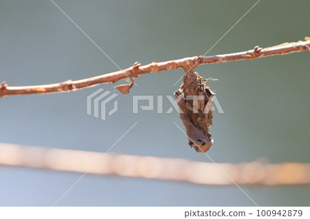 Bagworm Bagworm Nest Bagworm Bagworm Nest 100942879