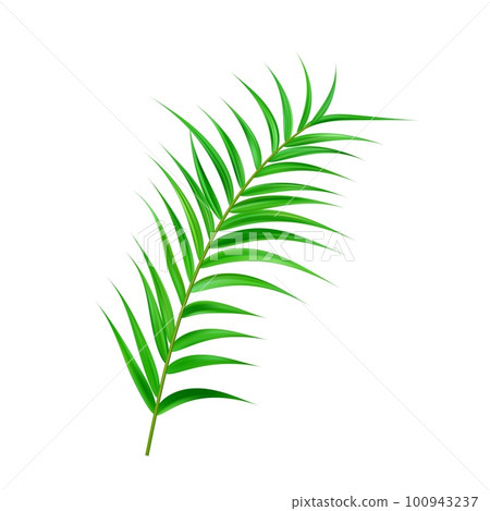 Jungle exotic leaf. tropical leaves 100943237