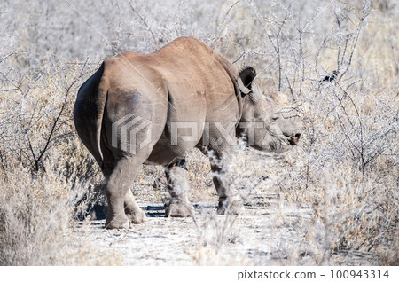 Black Rhinoceros Browsing under a tree. Black Rhinoceros Browsing under a tree. 100943314
