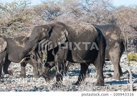 Closeup of an African Elephant Passing By Closeup of an African Elephant Passing By 100943316