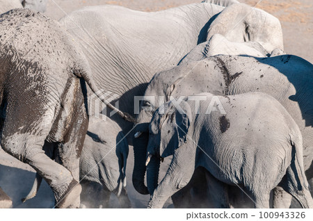 Close up of a Herd of African Elephants Bathing and Drinking in a Waterhole Close up of a Herd of African Elephants Bathing and Drinking in a Waterhole 100943326